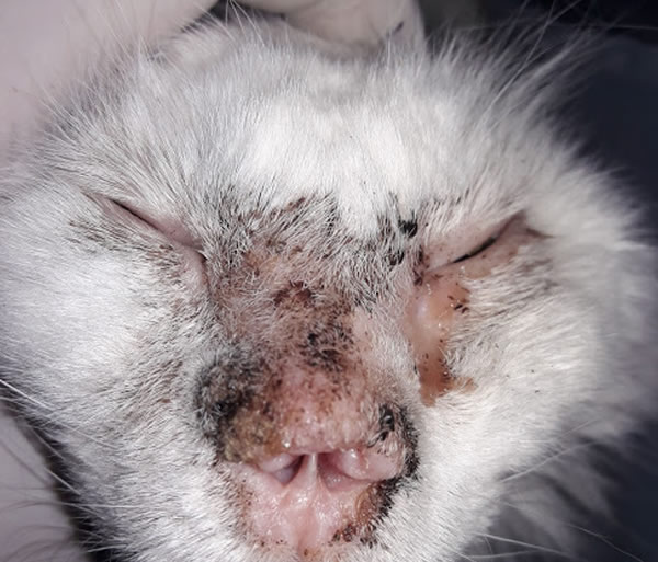 Gato dermatologico
