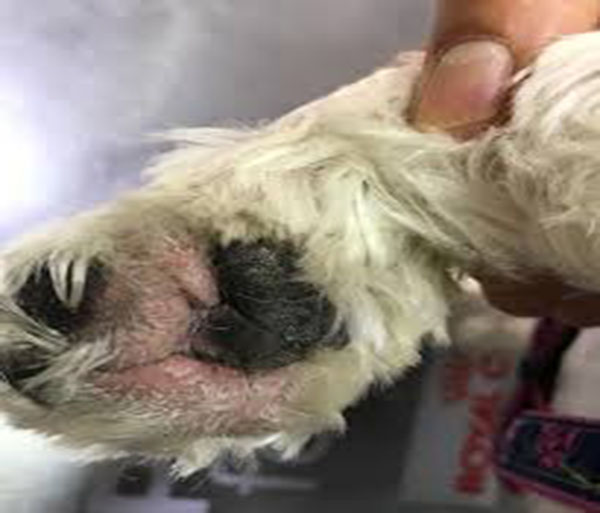 perros dermatologicos